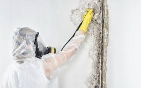 Mold Remediation for Vacation Homes in Sandy Oaks, TX